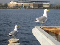 Frigare Marine Surveys